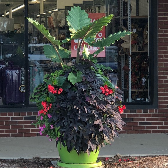 Meet your Posher, Bobbiejean - Picture 1 of 1